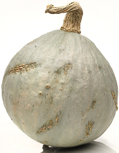 Hubbard Squash | Willy Street Co-op's Winter Squash 101