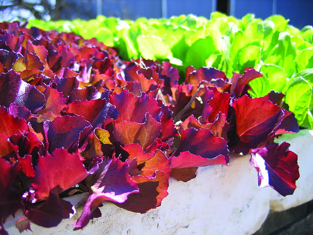 Red and green leaf lettuce.