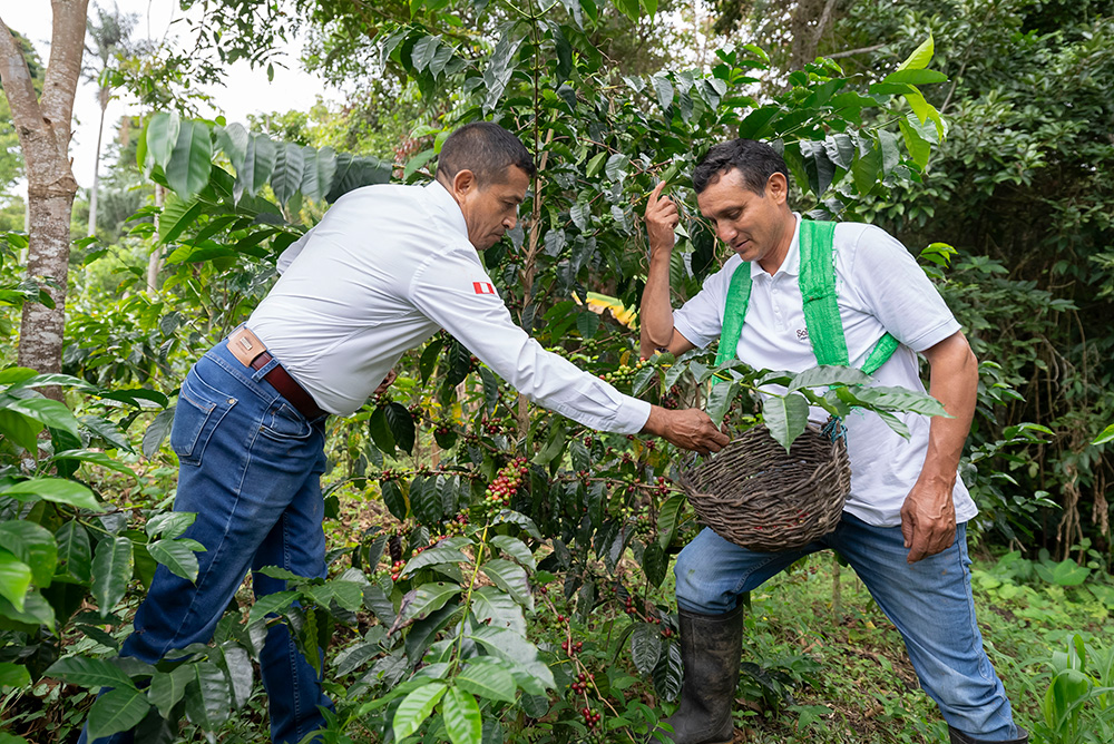 Gerardo and another man pick coffee beans and put them into a basket.